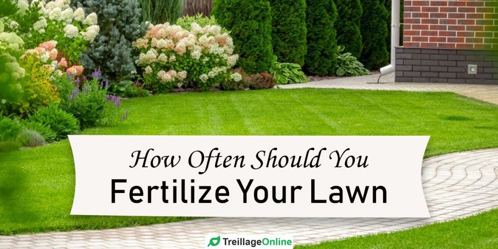 How Often Should You Fertilize Your Lawn? - TreillageOnline.com