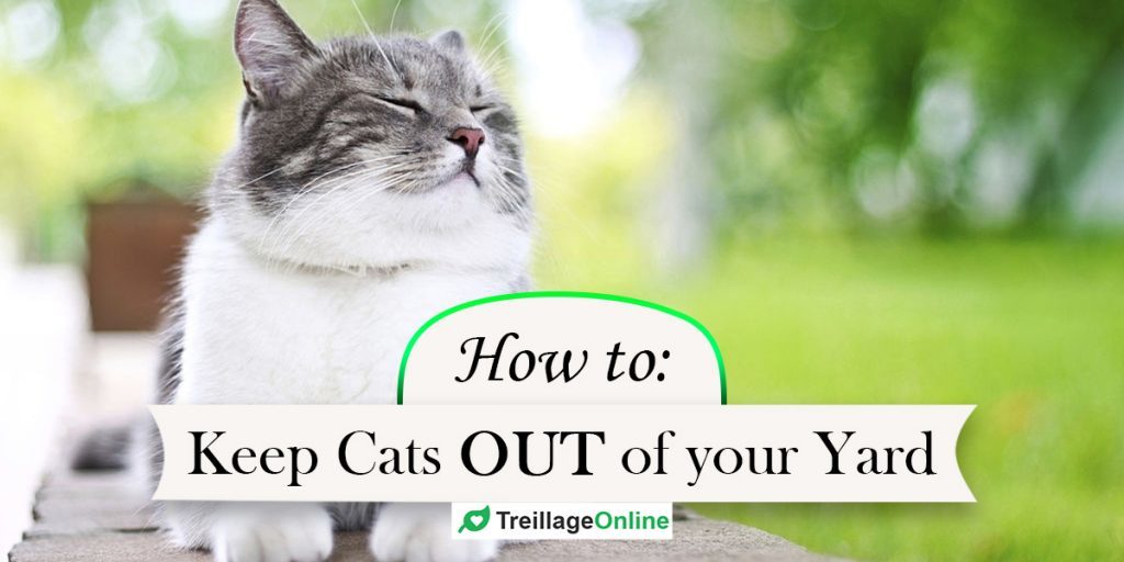 5 Ways to Keep Cats Out of Your Yard | TreillageOnline.com - How To Keep A Cat Out Of Your Yard