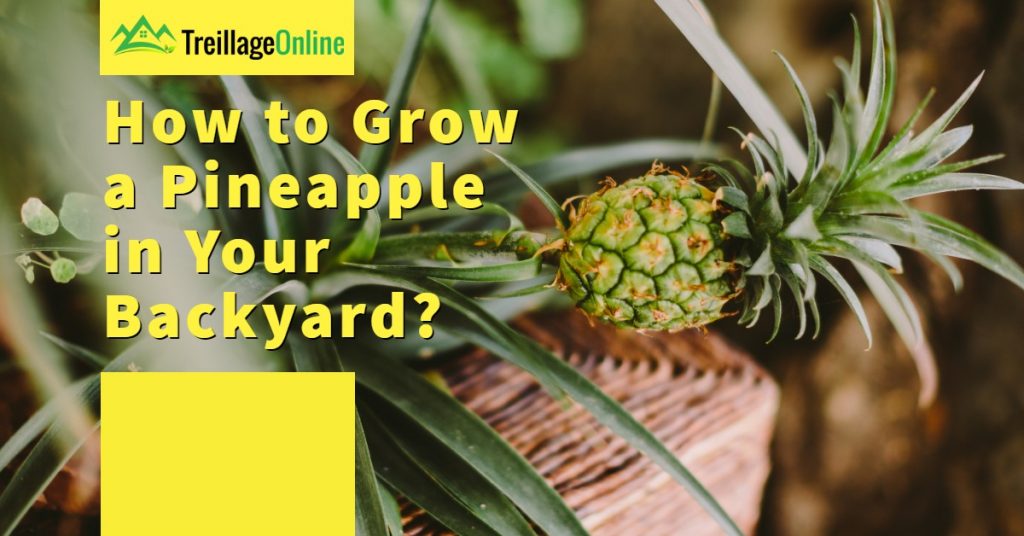 How to Grow a Pineapple in Your Backyard
