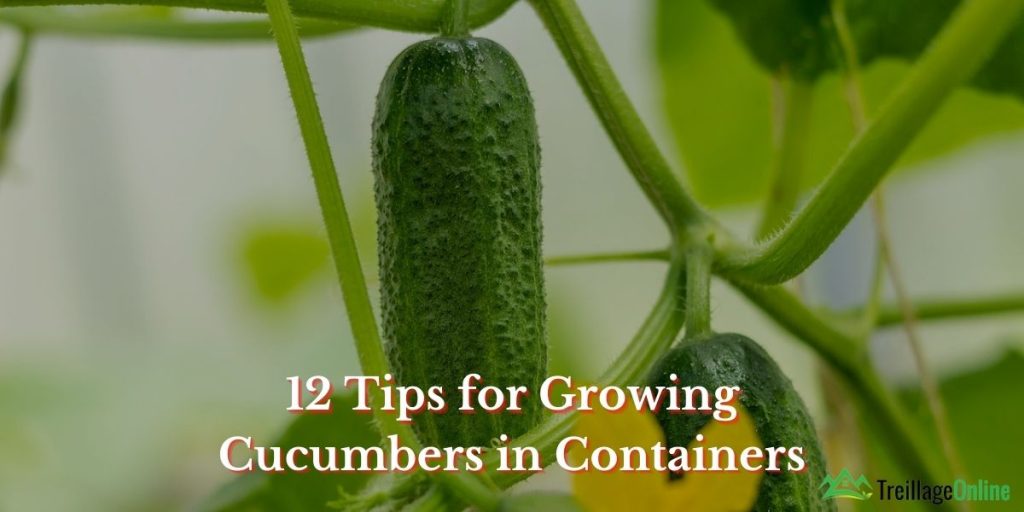 12 Tips for Growing Cucumbers in Containers | TreillageOnline.com