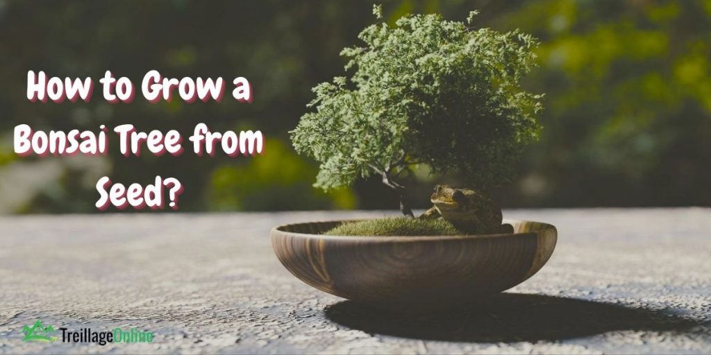Amazing How To Grow A Bonsai Tree From A Seed of all time Learn more here 