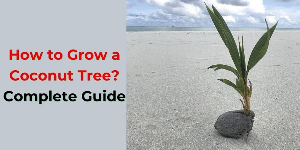 How to Grow a Coconut Tree? Complete Guide