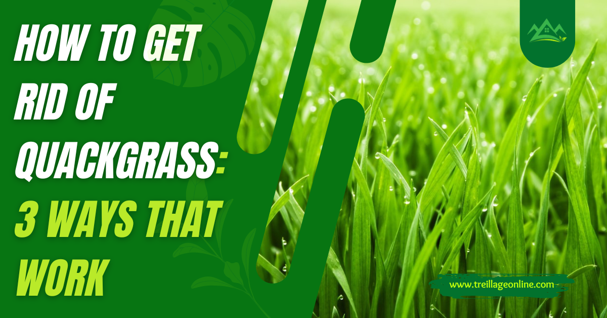 How To Get Rid Of Quackgrass 3 Ways That Work